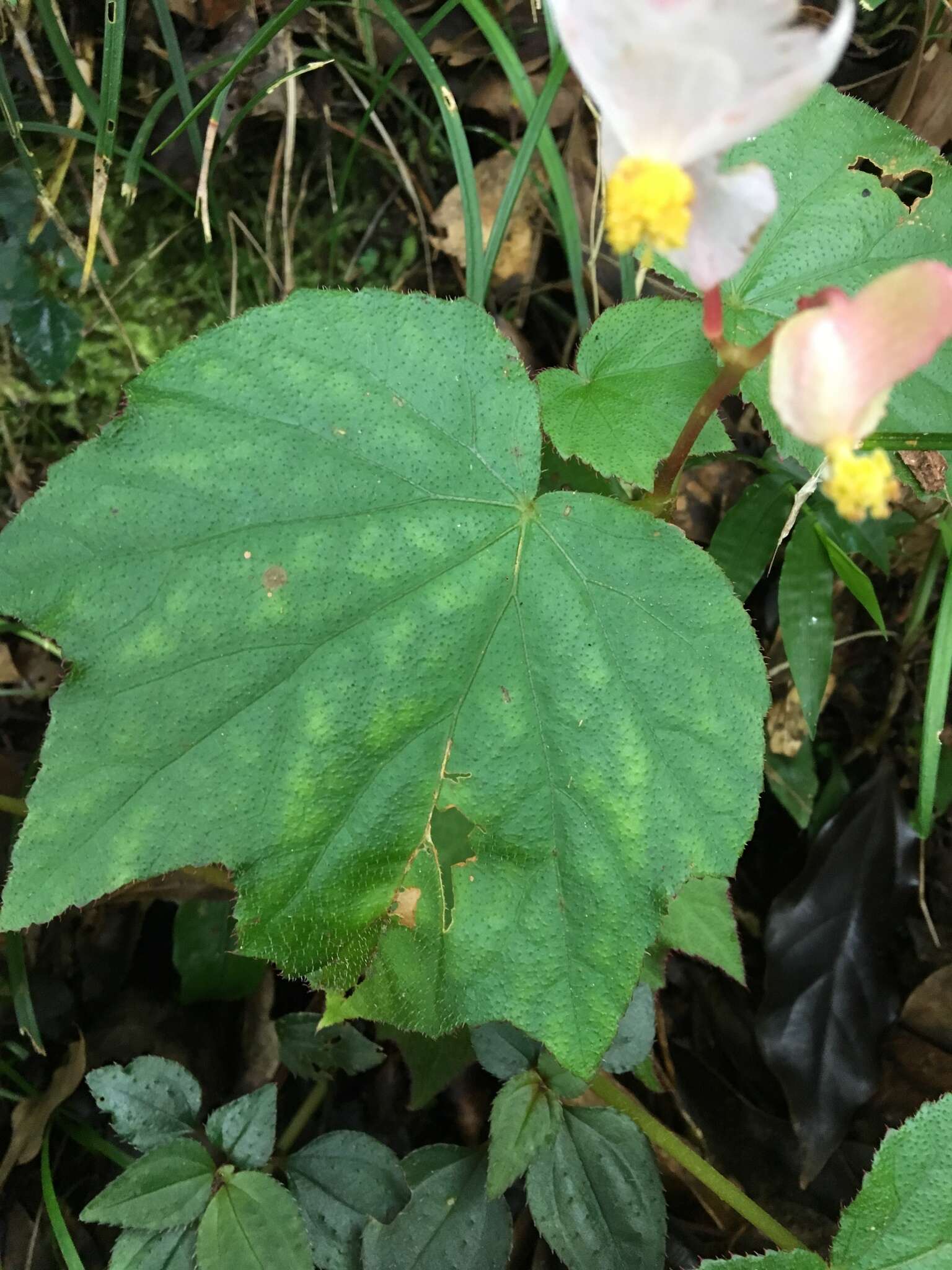 Image of Begonia palmata D. Don