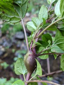 Image of Eupatorium gall midge