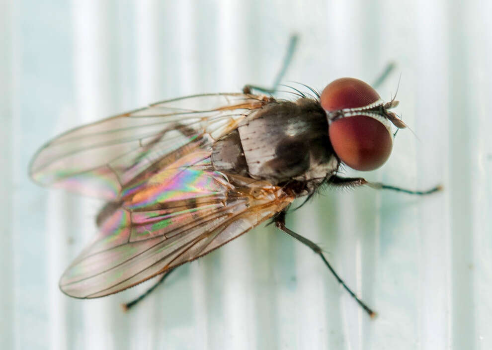 Image of Little House Fly