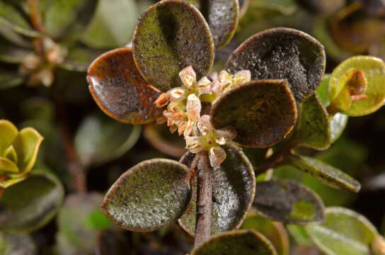 Image of Myrsine nummularia (Hook. fil.) Hook. fil.