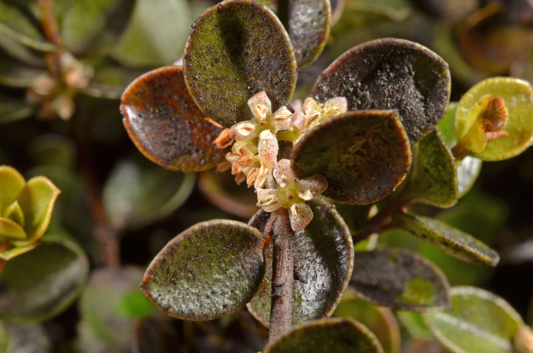 Myrsine nummularia (Hook. fil.) Hook. fil. resmi