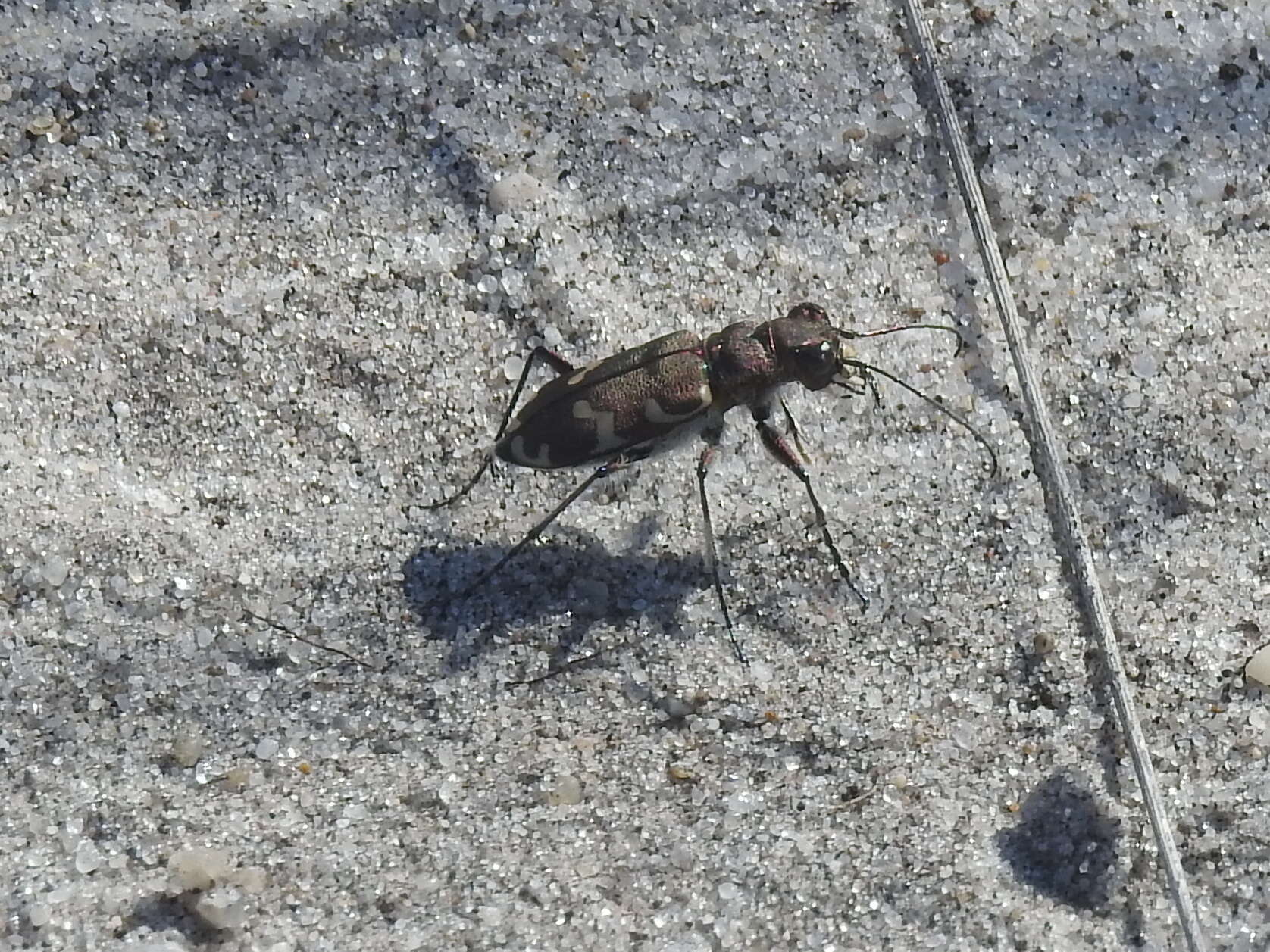 Image of Northern dune tiger beetle