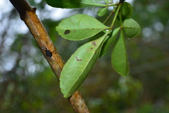 Image of Zanthoxylum dimorphophyllum Hemsl.