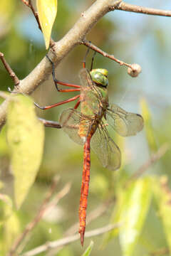 Image of Comet Darner