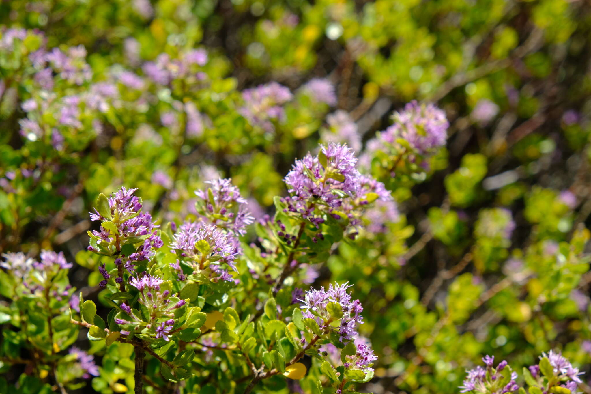 Image of Agathosma venusta (Eckl. & Zeyh.) Pillans