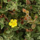 Image de Halimium lasianthum subsp. alyssoides (Lam.) Greuter