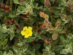 Image of Halimium lasianthum subsp. alyssoides (Lam.) Greuter