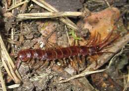 Plancia ëd Lithobius forficatus (Linnaeus 1758)