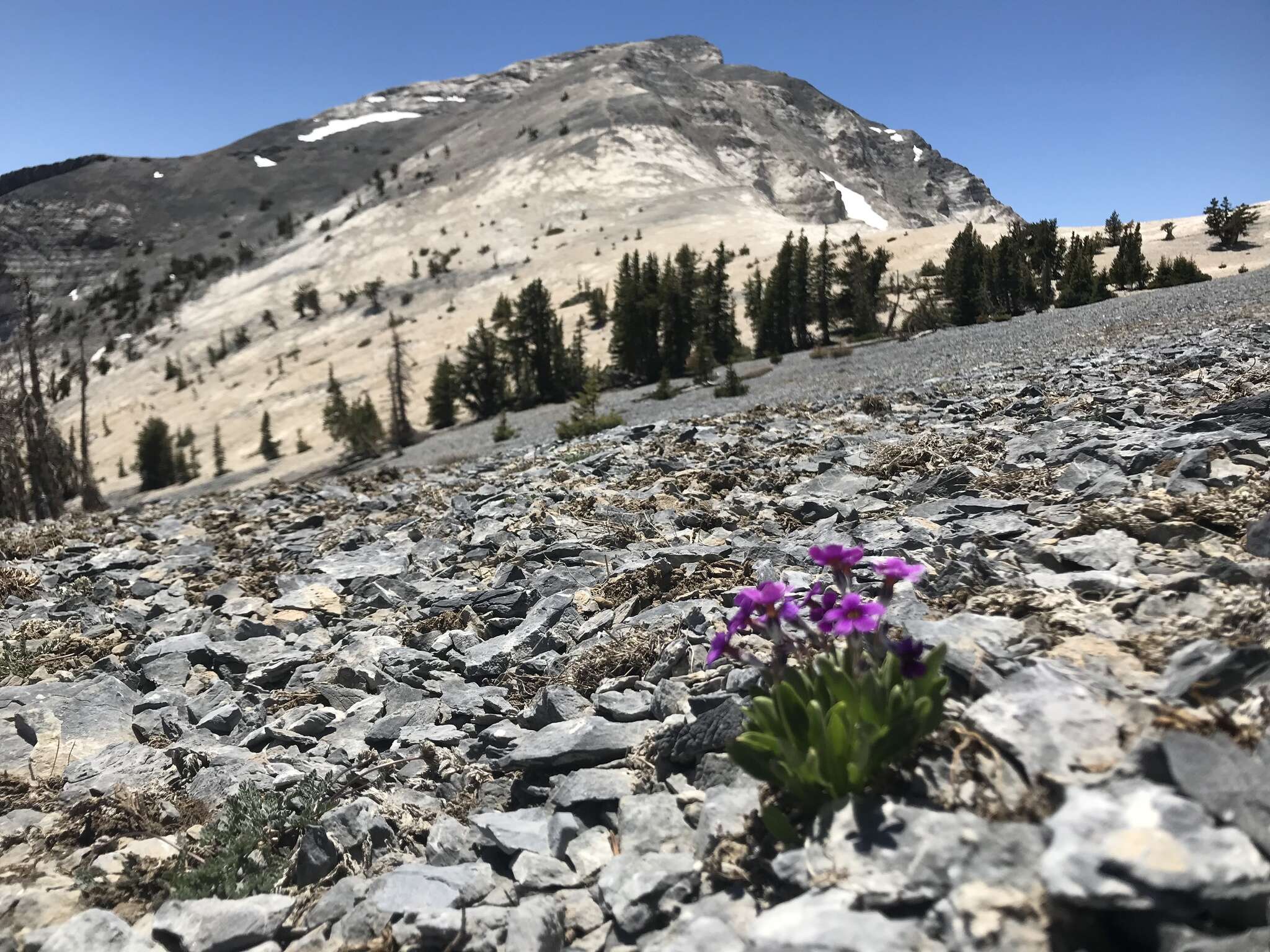 Image of Nevada primrose