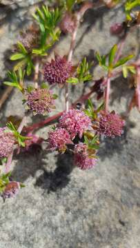 Image of Actinotus gibbonsii F. Müll.