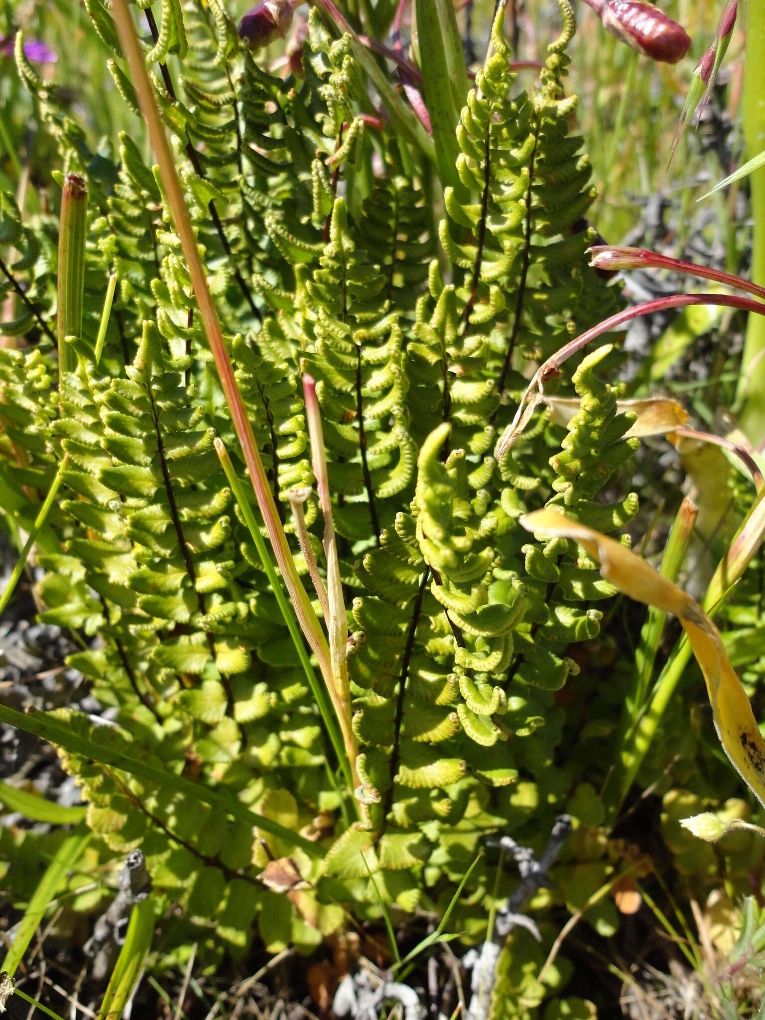 Imagem de Cheilanthes hastata (L. fil.) Kunze