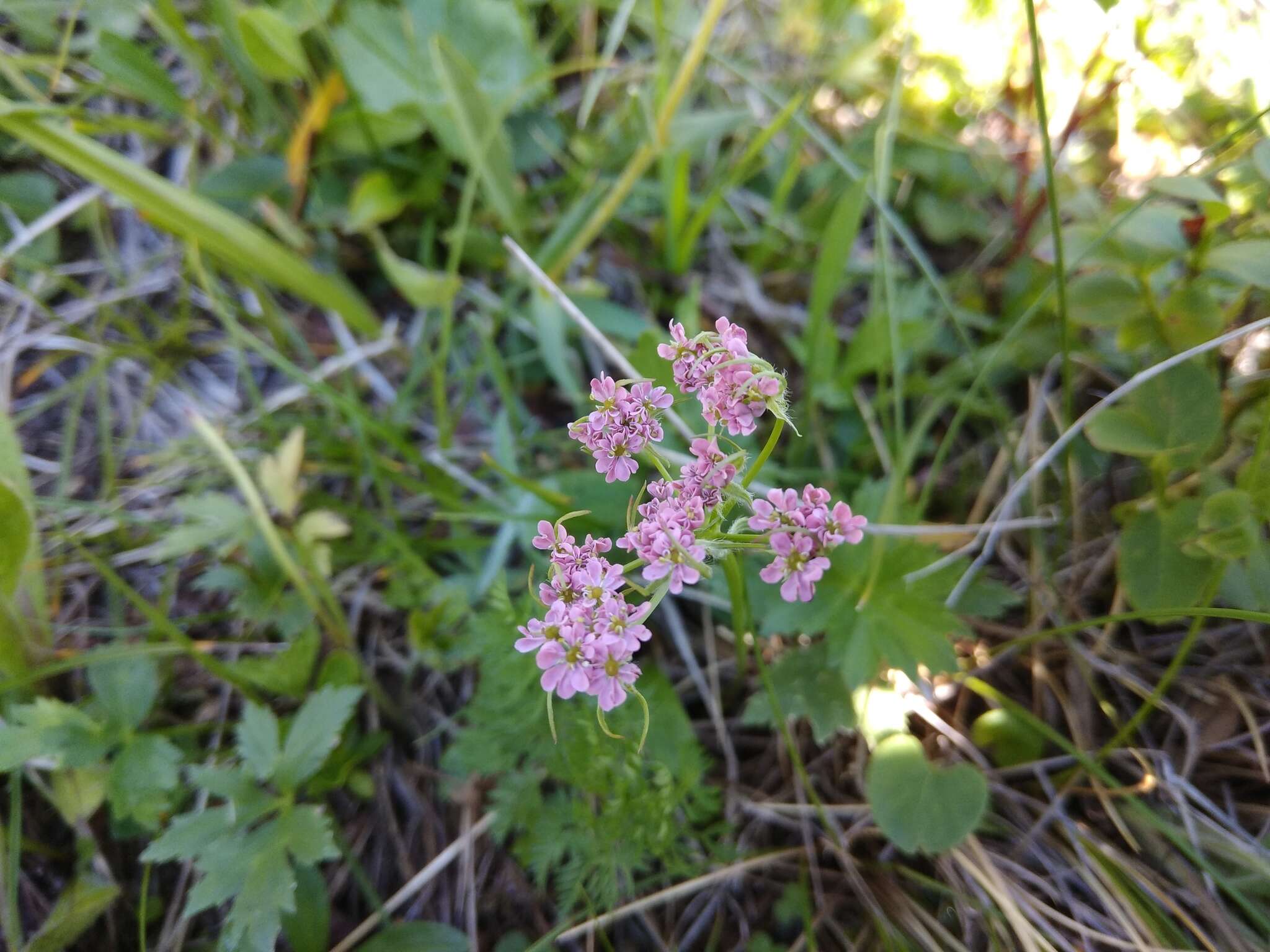 Image de Chaerophyllum roseum M. Bieb.