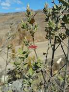 Слика од Hypoestes isalensis Benoist