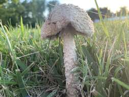 Слика од Saproamanita thiersii (Bas) Redhead, Vizzini, Drehmel & Contu 2016