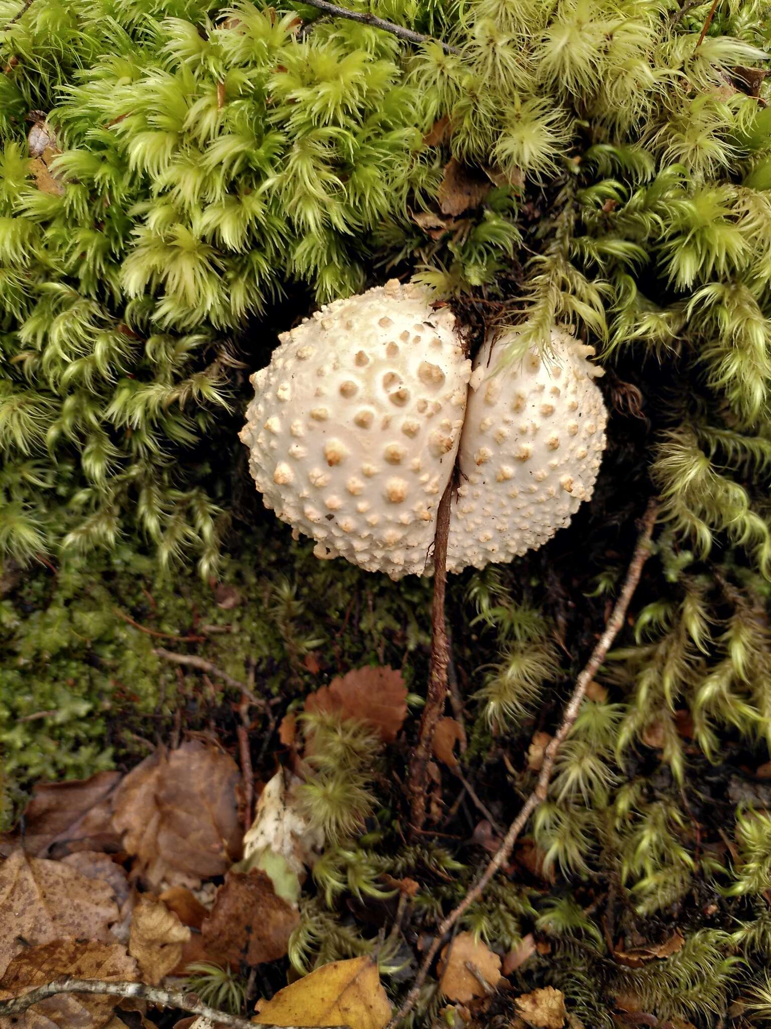 Image of Amanita pareparina G. S. Ridl. 1991