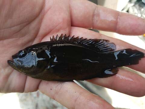 Image of Mud sunfishes