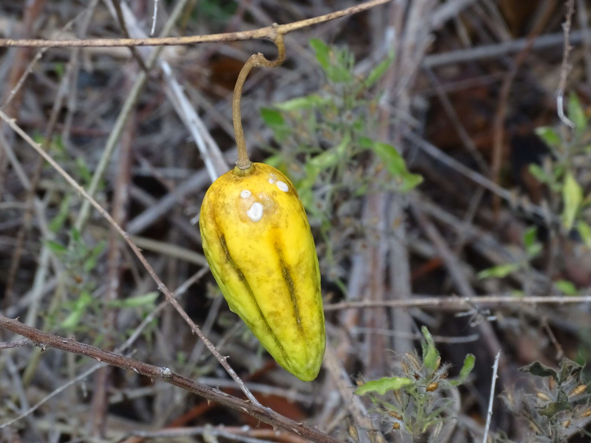 Image of Gonolobus cteniophorus (Blake) R. E. Woodson