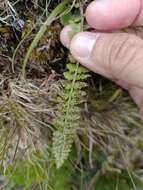 Imagem de Polystichum lachenense (Hook.) Bedd.