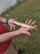 Image of Shortnose Gar