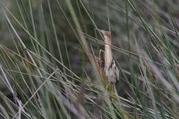 Image of Australian Little Bittern