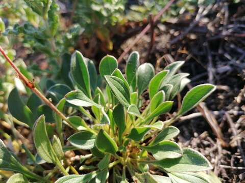 Image of Tuberaria globulariifolia (Lam.) Willk.