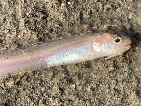 Image of Basketweave cusk-eel