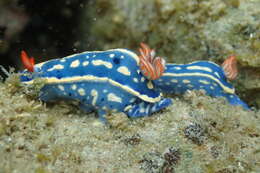 Image de Hypselodoris festiva (A. Adams 1861)