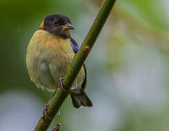 صورة Iridophanes Ridgway 1901