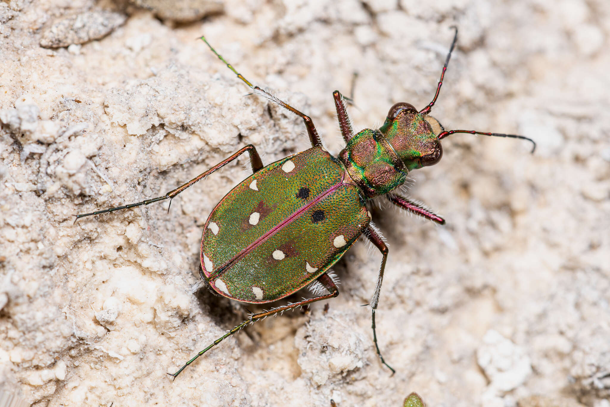 Image of Cicindela (Cicindela) maroccana Fabricius 1801