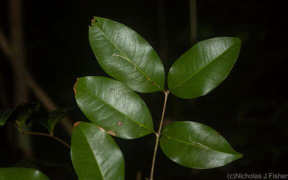 Image of Mischocarpus anodontus (F. Müll.) Radlk.