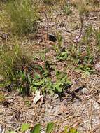 Image of Carolina false vervain