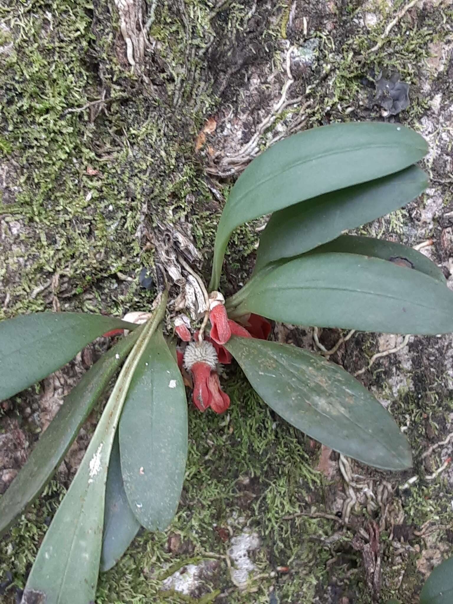 Image of Specklinia tribuloides (Sw.) Pridgeon & M. W. Chase