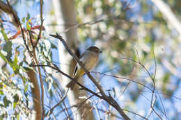 صورة Pachycephala pectoralis pectoralis (Latham 1801)