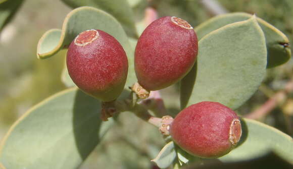 Image of Coastal tannin-bush