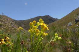 Image of Senecio euryopoides DC.