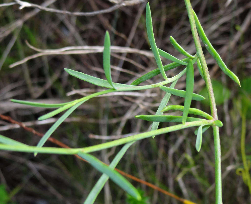 Image of Heliophila linearis var. linearis