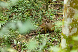 Image of Azara's Agouti