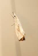 Image of Rice Stalk Borer Moth