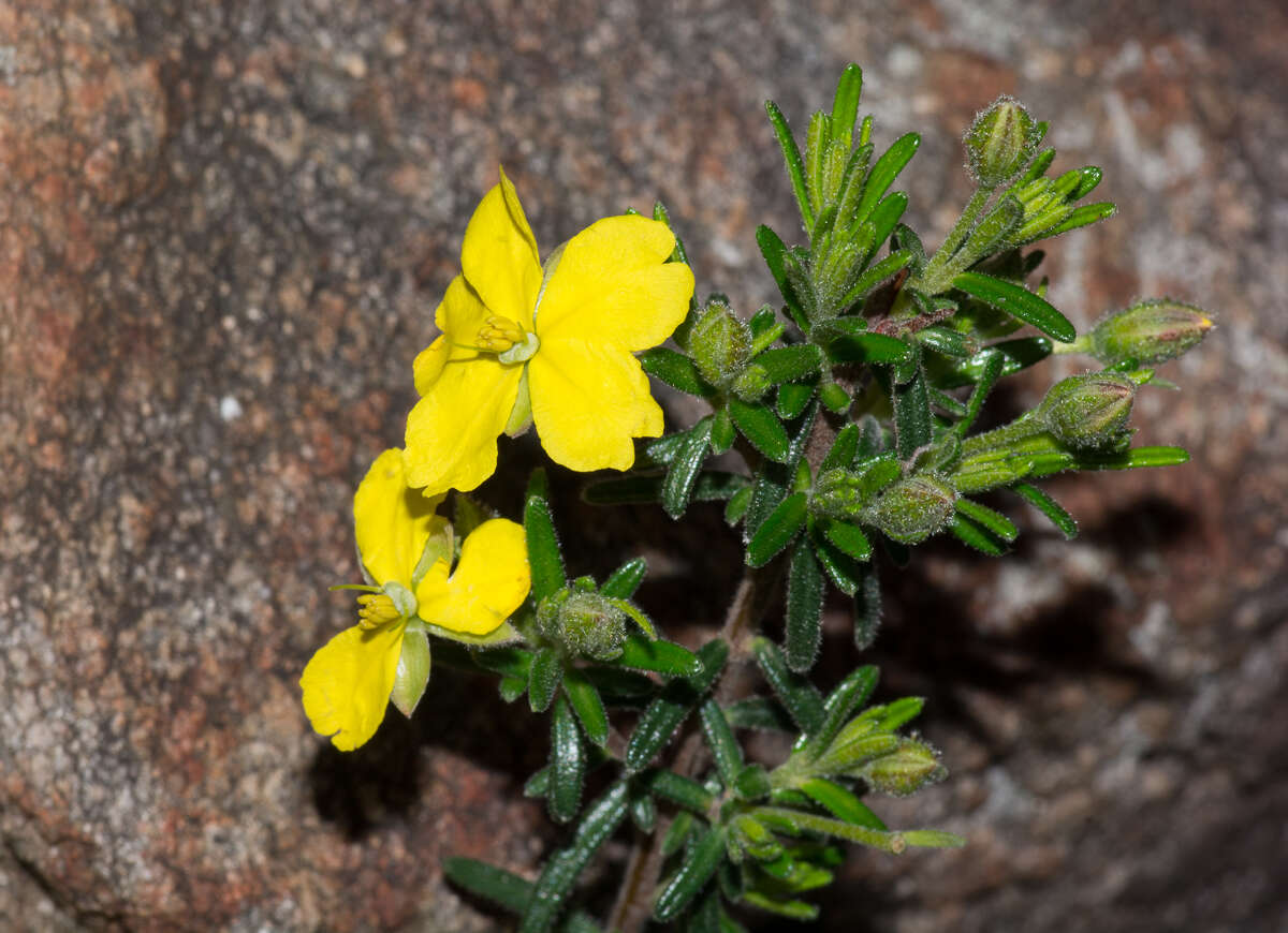 Hibbertia glebosa subsp. glebosa resmi