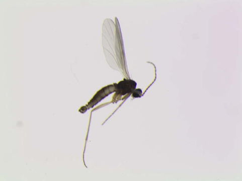 539.scino bf sci 00112 1413217072 jpg.580x360