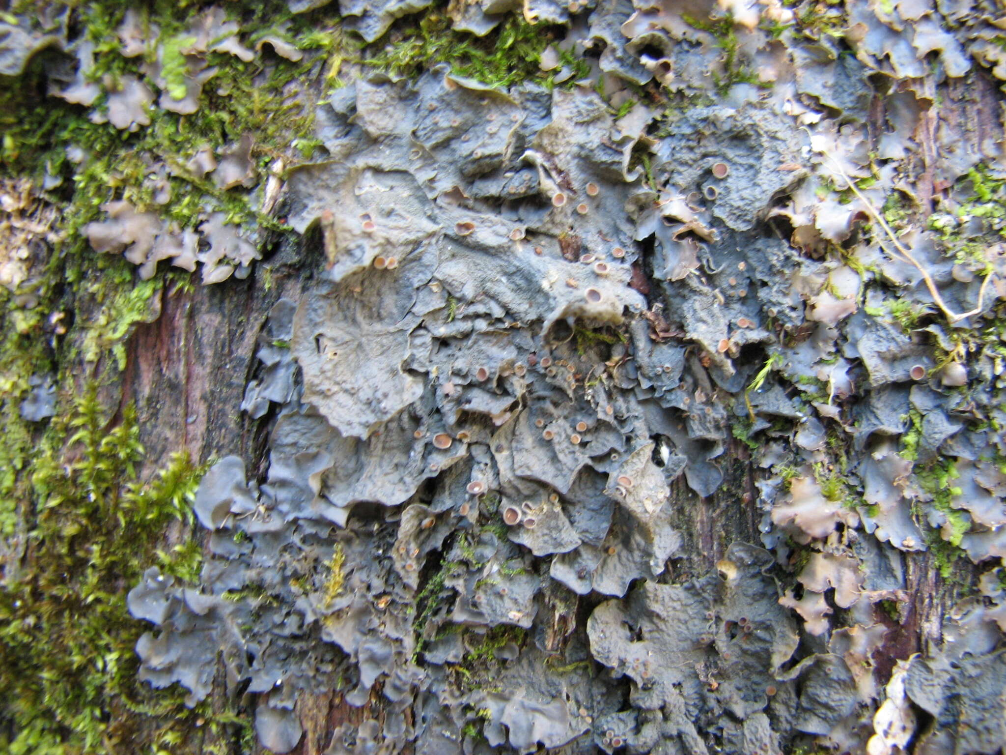 Image of skin lichen