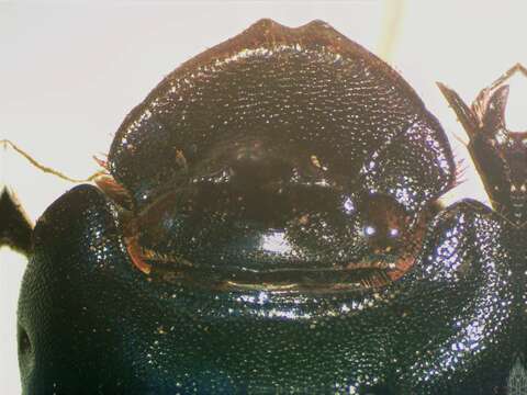 Image of Dichotomius (Luederwaldtinia) centralis (Harold 1869)