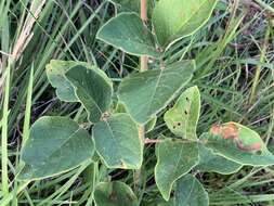 Image of velvetleaf ticktrefoil