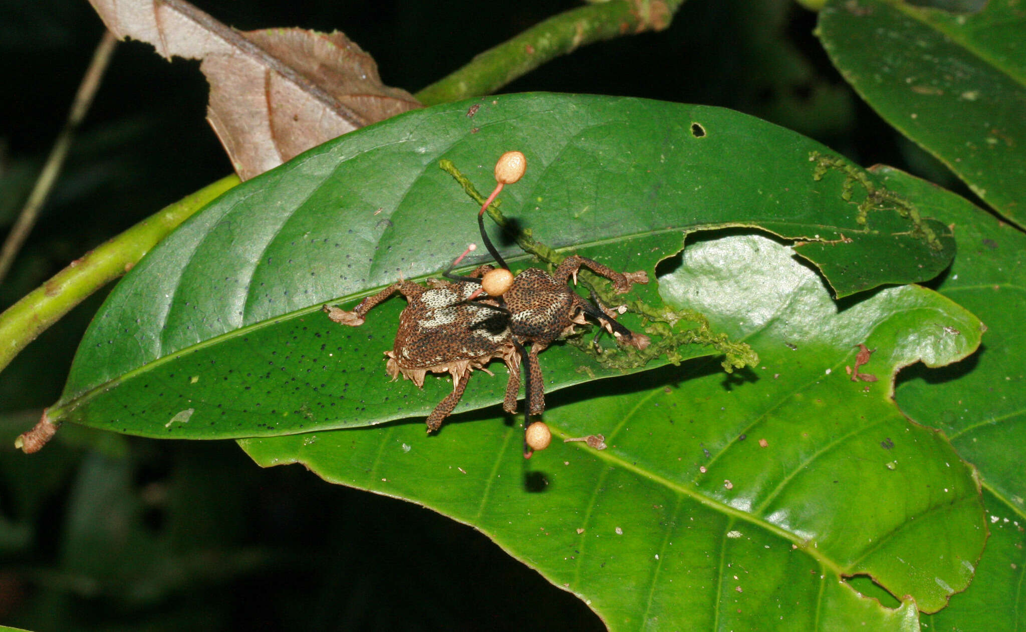 Image of Ophiocordyceps curculionum (Tul. & C. Tul.) G. H. Sung, J. M. Sung, Hywel-Jones & Spatafora 2007