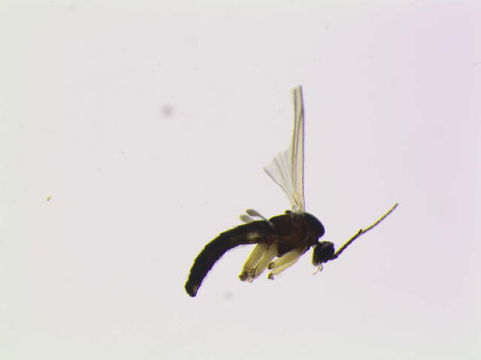 Image of <i>Leptosciarella ignis</i> Heller 2012