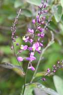 Image of Asemeia floribunda (Benth.) J. F. B. Pastore & J. R. Abbott