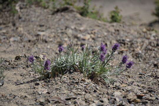 Sivun Phacelia sericea subsp. sericea kuva