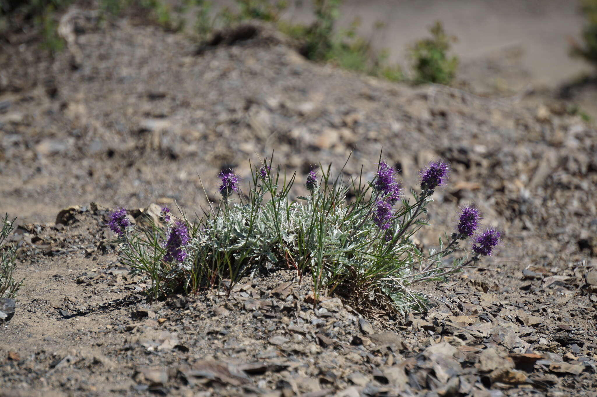 Image of silky phacelia