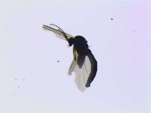 539.scino bf sci 00133 1413217100 jpg.580x360
