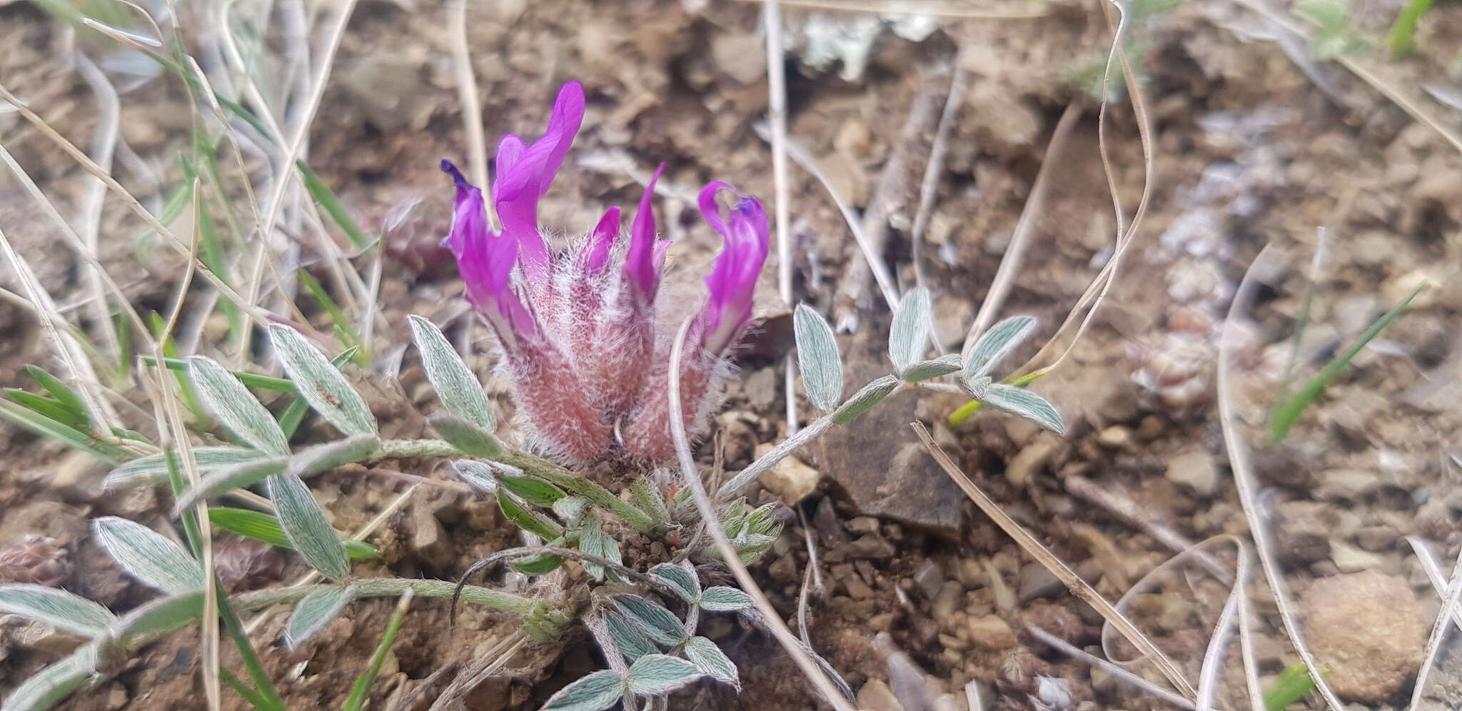 Plancia ëd Astragalus laguroides Pall.